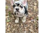 French Bulldog Puppy for sale in Orlando, FL, USA