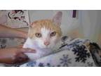 Adopt Opie a Orange or Red Domestic Shorthair (short coat) cat in New Castle