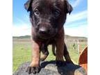 Mutt Puppy for sale in Strawn, TX, USA