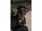 Adopt Willow a Black - with Tan, Yellow or Fawn Doberman Pinscher / Mixed dog in