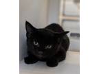 Adopt Diablo a All Black Domestic Shorthair / Mixed cat in Windsor