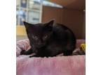 Adopt Shazam a All Black Domestic Shorthair / Mixed cat in Windsor