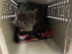 Adopt Cypress a Gray or Blue Domestic Mediumhair / Domestic Shorthair / Mixed