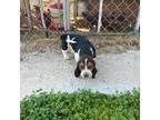 Basset Hound Puppy for sale in Ashland City, TN, USA