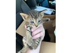 Adopt 52984026 a Tan or Fawn Domestic Shorthair / Domestic Shorthair / Mixed