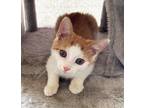 Adopt Linguine a Orange or Red Tabby Domestic Shorthair (short coat) cat in Mt.