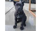 Cane Corso Puppy for sale in San Jose, CA, USA