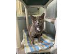 Adopt Dutchess a Gray or Blue (Mostly) Domestic Shorthair (short coat) cat in