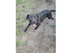 Adopt NEO (of the matrix) a Black Labrador Retriever / Mixed dog in Beaver