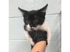 Adopt Doc Paw A Day a All Black Domestic Mediumhair / Mixed cat in Abilene