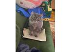 Adopt Bella a Gray or Blue Domestic Longhair / Domestic Shorthair / Mixed cat in