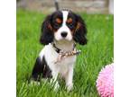 Cavalier King Charles Spaniel Puppy for sale in Fredericksburg, OH, USA