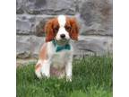 Cavalier King Charles Spaniel Puppy for sale in Fredericksburg, OH, USA