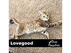 Adopt Lovegood a Spotted Tabby/Leopard Spotted Tabby (short coat) cat in Dallas