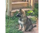 German Shepherd Dog Puppy for sale in Wilkesboro, NC, USA