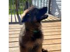 German Shepherd Dog Puppy for sale in Wilkesboro, NC, USA