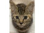 Adopt Wilma a Tiger Striped Domestic Shorthair (short coat) cat in Huntley