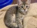 Adopt Trent a Brown Tabby Domestic Shorthair (short coat) cat in Carlisle