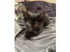 Adopt Oscar a All Black Domestic Shorthair (short coat) cat in Byron Center