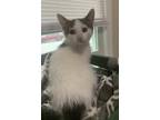 Adopt Otis a Cream or Ivory Domestic Shorthair (short coat) cat in Byron Center