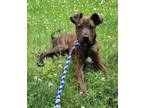 Adopt Hamilton a Brindle Pit Bull Terrier / Mixed dog in Barre, VT (38483807)