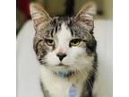 Adopt EDWARD a Brown Tabby Domestic Mediumhair (medium coat) cat in Irvine