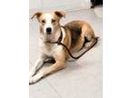 Adopt Keava a Red/Golden/Orange/Chestnut - with White Husky / Mixed dog in