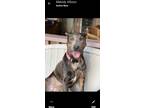 Adopt Wendy a Brown/Chocolate - with Tan Catahoula Leopard Dog / Mixed dog in