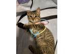 Adopt Dairon a Brown Tabby Domestic Shorthair (short coat) cat in Virginia