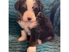 Bernese Mountain Dog Puppy for sale in Lebanon, MO, USA