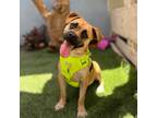 Adopt Capitan a Tan/Yellow/Fawn Pug / Beagle / Mixed dog in Carlsbad