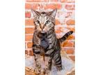 Adopt Dale a Brown Tabby Domestic Shorthair (short coat) cat in Columbus