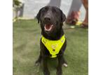 Adopt Nimbus a Black Labrador Retriever / Mixed dog in Carlsbad, CA (38484221)