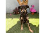 Adopt Pinguino a Black - with Tan, Yellow or Fawn German Pinscher / Italian