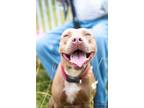 Adopt Ginger a Brown/Chocolate Staffordshire Bull Terrier / Mixed dog in Mason