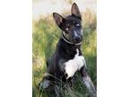 Adopt Ace a Black - with Tan, Yellow or Fawn Husky / Mixed dog in Mason