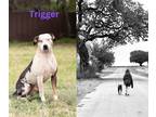 Adopt Trigger a Merle Catahoula Leopard Dog / Mixed dog in Mason, TX (38484772)