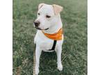 Adopt Mabel a White - with Tan, Yellow or Fawn Labrador Retriever / Mixed Breed
