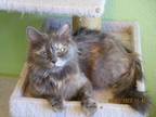 Adopt Annabelle a Tortoiseshell Domestic Mediumhair (medium coat) cat in Grand
