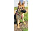 Adopt Koa a Tan/Yellow/Fawn - with Black German Shepherd Dog / Mixed dog in