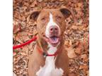 Adopt Rosie a Brown/Chocolate American Pit Bull Terrier / Boxer / Mixed dog in