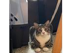 Adopt Gatsby a Gray, Blue or Silver Tabby Domestic Shorthair (medium coat) cat