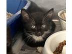 Adopt Abby Cadabby a Black & White or Tuxedo Domestic Shorthair (short coat) cat