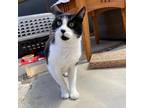 Adopt Buddy a Domestic Shorthair / Mixed (short coat) cat in Napa, CA (36345500)