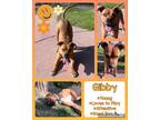 Adopt Gibby a Brown/Chocolate Pit Bull Terrier / Boxer / Mixed dog in