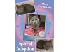 Adopt Mona a Gray or Blue Domestic Shorthair (short coat) cat in Brownstown