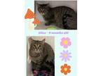 Adopt Elisa a Tiger Striped Domestic Shorthair (short coat) cat in Brownstown