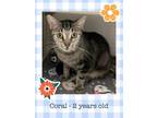 Adopt Coral a Brown Tabby Domestic Shorthair (short coat) cat in Brownstown