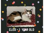 Adopt Cleo a Calico or Dilute Calico Calico (short coat) cat in Brownstown