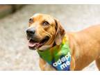 Adopt Miss Bea a Tan/Yellow/Fawn Hound (Unknown Type) / Hound (Unknown Type) /